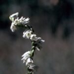 Witte bloem van Spiranthes lacera var. gracilis op natuurlijke achtergrond.