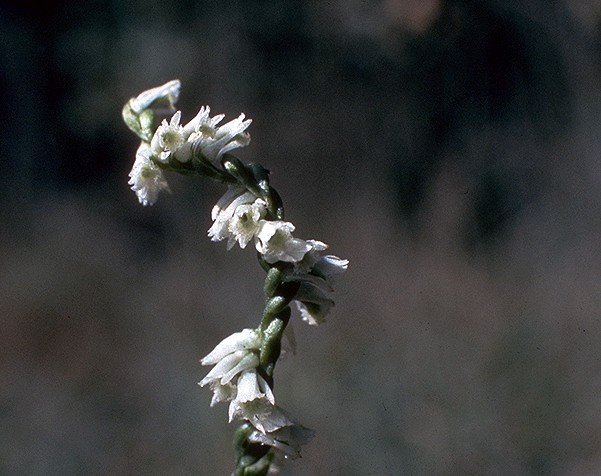 Witte bloem van Spiranthes lacera var. gracilis op natuurlijke achtergrond.