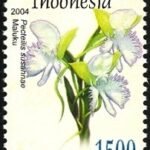 Pecteilis susannae orchid stamp uit Indonesië - 2004.