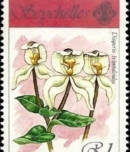 Disperis tripetaloides orchidee bloem in wit en geel.