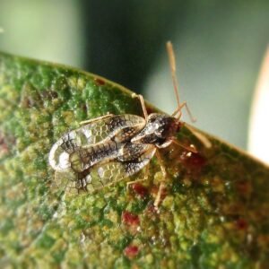 Stephanitis takeyai kever met witte en zwarte patronen, gefotografeerd in Mook, Nederland.