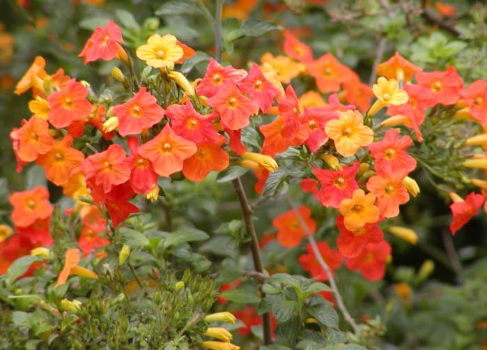 Close-up van bloeiende marmeladestruik met feloranje bloemen.