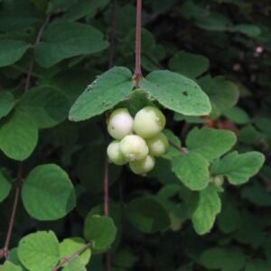 Symphoricarpos mollis struik met zilverachtige bladeren en rode bessen.