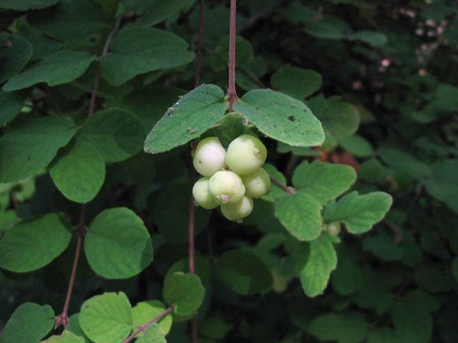 Symphoricarpos mollis struik met zilverachtige bladeren en rode bessen.