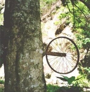Syzygium moorei plant in Couchy Creek, NSW Qld border - Close-up.