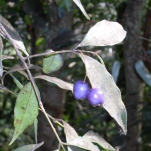 Syzygium oleosum plant met groene bladeren en rode bessen.