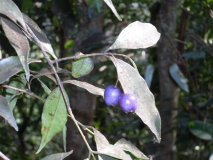 Syzygium oleosum plant met groene bladeren en rode bessen.