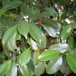 Bladeren van de Syzygium papyraceum plant.