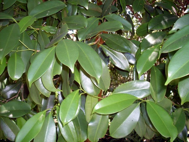 Bladeren van de Syzygium papyraceum plant.