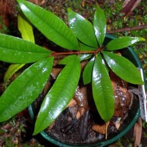 Jonge zaailing van Syzygium xerampelinum in pot met aarde.