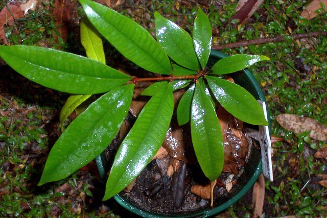Jonge zaailing van Syzygium xerampelinum in pot met aarde.
