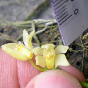 Purple Thrixspermum trichoglottis orchid flower in full bloom against green leaves.