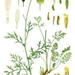 Pyrethrum