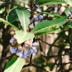 Tasmannia purpurascens plant met paarse bessen en groene bladeren.