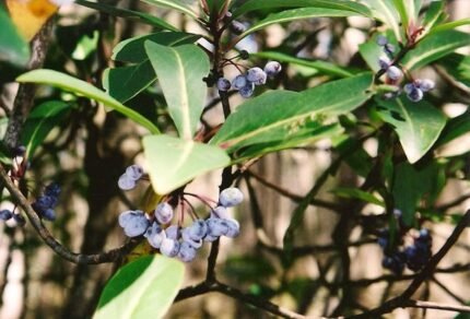 Tasmannia purpurascens plant met paarse bessen en groene bladeren.
