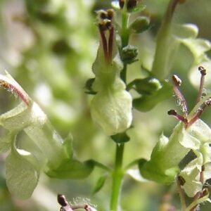 Winterharde Valse salie plant met zilvergroene bladeren en paarse bloemen.