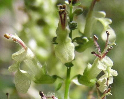 Winterharde Valse salie plant met zilvergroene bladeren en paarse bloemen.