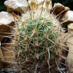 Thelocactus hastifer met puntige groene stekels en felroze bloem.