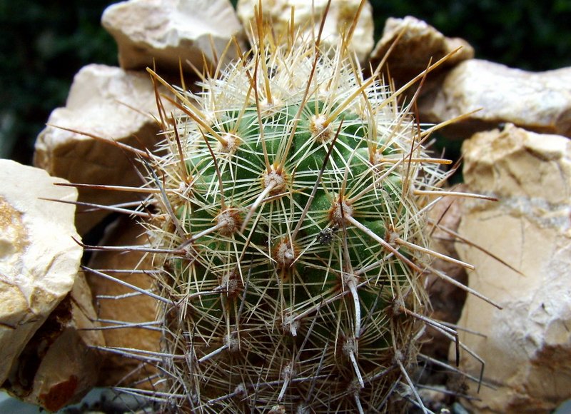 Thelocactus hastifer met puntige groene stekels en felroze bloem.