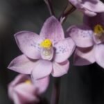 Zeldzame blauwe Thelymitra irregularis orchidee in natuurlijke omgeving.
