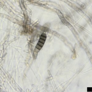 Thielaviopsis basicola op plantenblad, schimmelinfectie close-up.