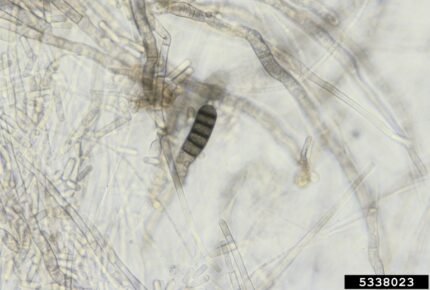 Thielaviopsis basicola op plantenblad, schimmelinfectie close-up.