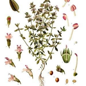 Echte tijmkruid met paarse bloemen en groene bladeren op botanische illustratie.