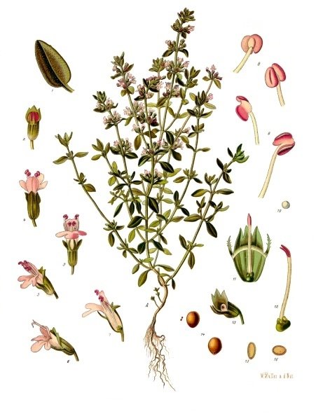 Echte tijmkruid met paarse bloemen en groene bladeren op botanische illustratie.