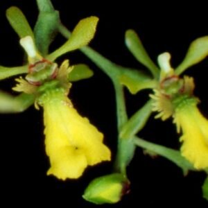 Bloeiende Thysanoglossa organensis plant met felgekleurde bloemen en groene bladeren.