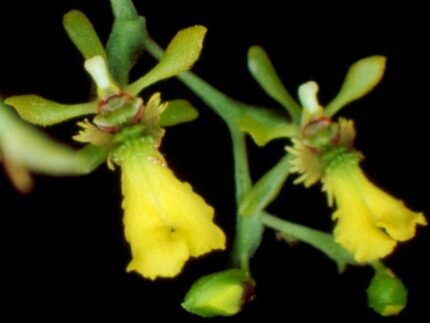 Bloeiende Thysanoglossa organensis plant met felgekleurde bloemen en groene bladeren.
