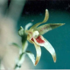 Moderne witte Tomzanonia plant in keramische pot op houten tafel.