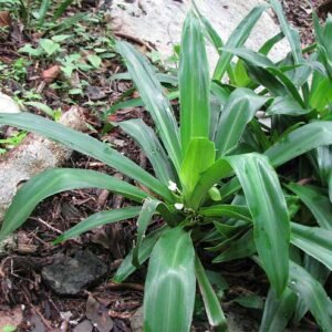 Tradescantia spathacea plant met groene en paarse bladeren.
