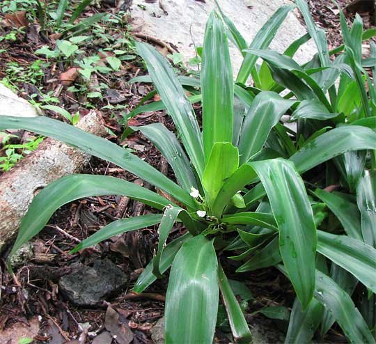 Tradescantia spathacea plant met groene en paarse bladeren.