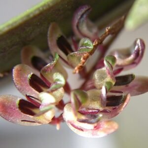 Kleine witte en paarse Trichosalpinx egleri orchidee bloem met groen blad.