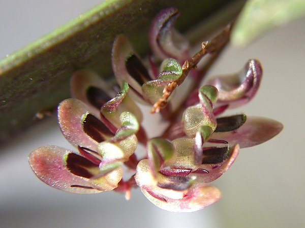 Kleine witte en paarse Trichosalpinx egleri orchidee bloem met groen blad.