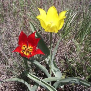 Gele winterharde Tulpbloem in close-up - Tulp gesneriana.