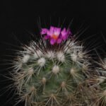 Turbinicarpus viereckii cactus met witte doornen en roze bloem.