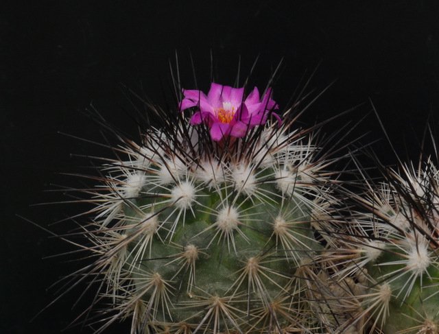 Turbinicarpus viereckii cactus met witte doornen en roze bloem.