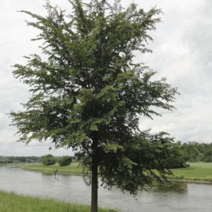 Close-up van bladeren van Ulmus minor 'Reverti' boom met onregelmatige randen.