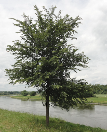 Close-up van bladeren van Ulmus minor 'Reverti' boom met onregelmatige randen.