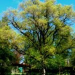 Gouden, gekrulde bladeren van Ulmus pumila ‘Aurescens’ boom.