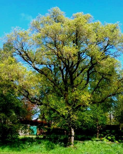 Gouden, gekrulde bladeren van Ulmus pumila ‘Aurescens’ boom.