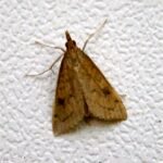 Close-up van Udea rubigalis motvlinder met oranje en bruin vleugelpatroon.