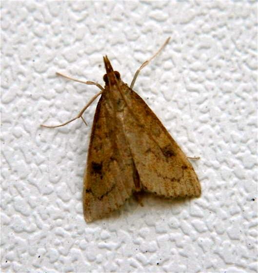 Close-up van Udea rubigalis motvlinder met oranje en bruin vleugelpatroon.