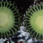 Zeldzame Uebelmannia gummifera cactus met slijmkanalen.
