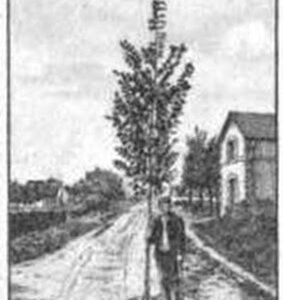 Jonge Ulmus ×hollandica ‘Gaujardii’ boom met groen blad en delicate takken.