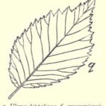Dutch Alt Text: "Close-up van Ulmus ×hollandica ‘Muscaviensis’ bladeren en schors."