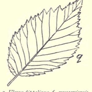 Dutch Alt Text: "Close-up van Ulmus ×hollandica ‘Muscaviensis’ bladeren en schors."