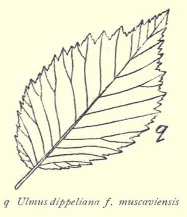 Dutch Alt Text: "Close-up van Ulmus ×hollandica ‘Muscaviensis’ bladeren en schors."