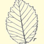 Elegante Ulmus minor ‘Rueppellii’ boom met fijn gezaagd blad.